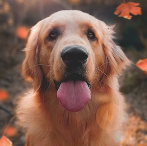 a dog image
