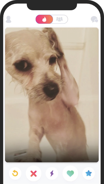 dog image